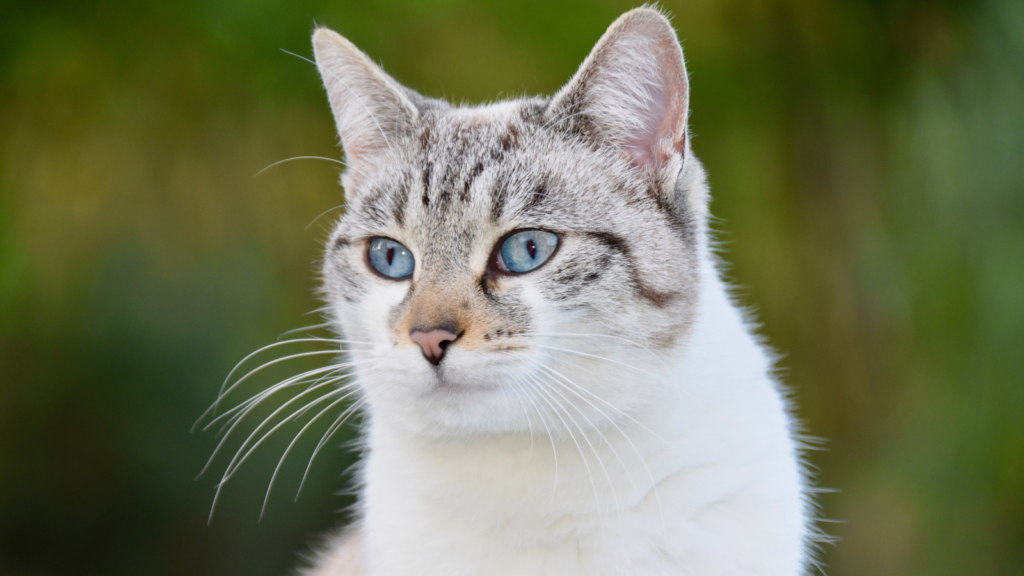 How to Tell If Your Pet Has Arthritis: Signs You Shouldn’t Ignore